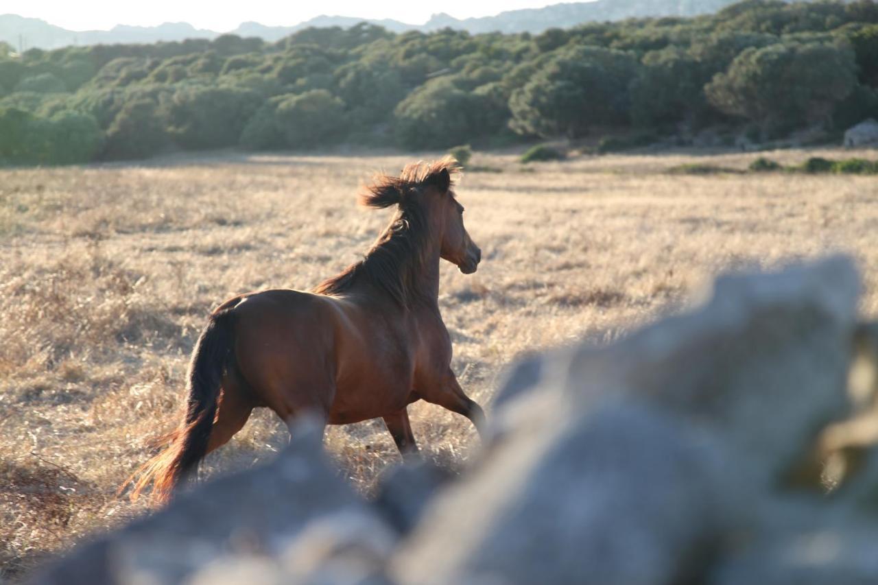 A Loghja Di Cavallo Morto Bonifacio  Zewnętrze zdjęcie